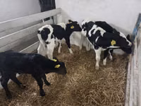 Vaca, Russian Black pied cattle — foto 3