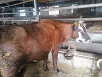 Vaca, Russian Black pied cattle — foto 7