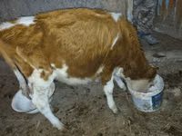 Rinder (Partie, Geschlecht nicht angegeben), Simmental cattle — Foto 3