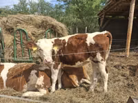 بقرة, Simmental cattle — الصورة 4