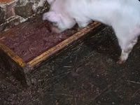 Schweine (Partie, Geschlecht nicht angegeben), Schweine — Foto 8