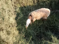 كبش, Arashan sheep — الصورة 3