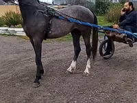 حصان, Orlov Trotter — الصورة 1