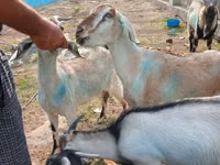 تيس, الماعز — الصورة 6