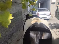 بقرة, Russian Black pied cattle — الصورة 2