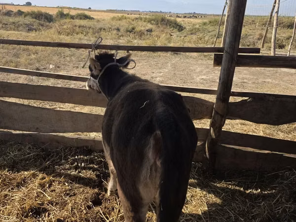Rinder (Partie, Geschlecht nicht angegeben), Aberdeen-Angus — Kirgisistan