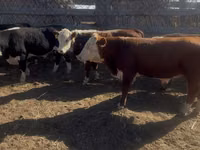Toro, Swiss cattle — foto 2