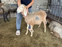 Widder, Hissar sheep — Foto 4