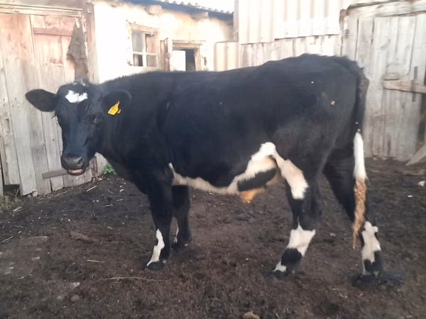 公牛, Russian Black pied cattle — 哈萨克斯坦