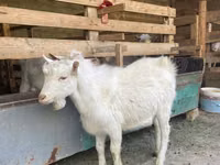 Ziege, Saanen goat — Foto 5