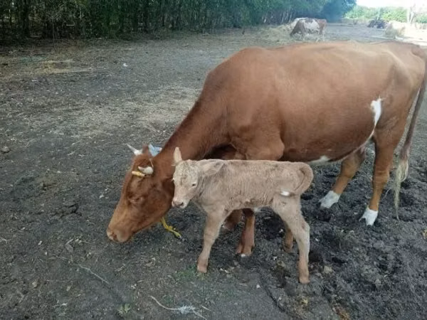 गाय, Simmental cattle