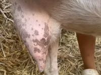 Ziege, Saanen goat — Foto 7
