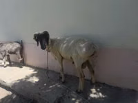 Carnero, Ovejas — foto 4