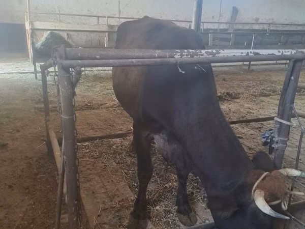 母牛, Cattle — 吉尔吉斯斯坦