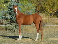 Caballo, Kisber felver — foto 7