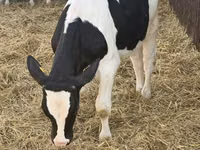 Bulle, Russian Black pied cattle — Foto 1