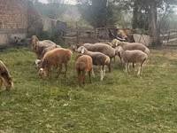 Schaf, Schafe — Foto 1