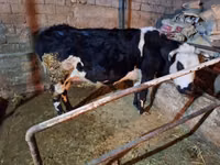 Kuh, Russian Black pied cattle — Foto 1