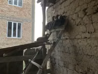Chickens — الصورة 2