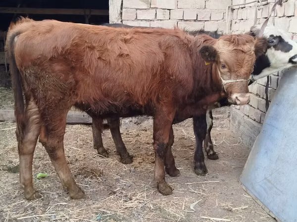 公牛, Swiss cattle — 吉尔吉斯斯坦