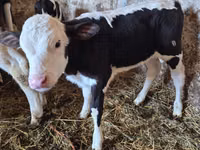 母牛, Russian Black pied cattle — 照片 4
