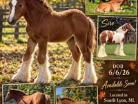 Toychoq, Gypsy horse — 1-rasm