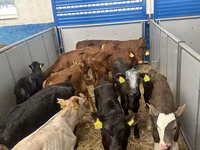 Rinder (Partie, Geschlecht nicht angegeben), Simmental cattle — Foto 3