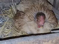 Chickens — Foto 2