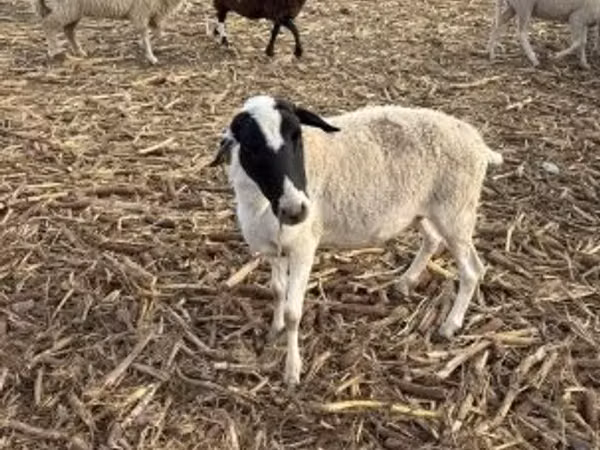Oveja, Dorper sheep