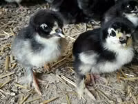 Quails — الصورة 1