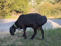 Widder, Edilbay sheep — Foto 1