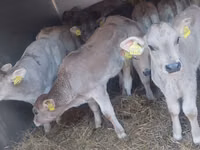 Bulle, Simmental cattle — Foto 4