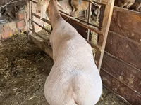 Widder, Rhon sheep — Foto 6