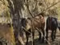 Cabra, Alpine goat — foto 7