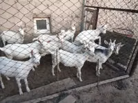 ماعز (دفعة، الجنس غير محدد), Saanen goat — الصورة 2