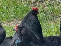 Araucana — Foto 5
