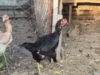 Chickens — الصورة 6
