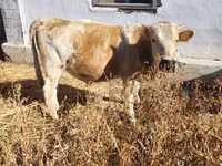 母牛, Latvian Blue cattle — 照片 3