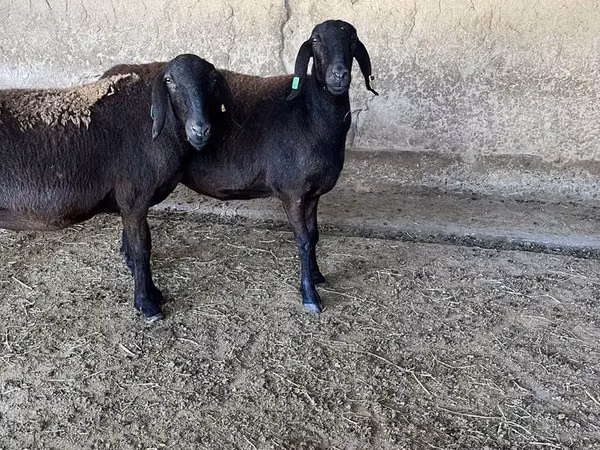 نعجة, Arashan sheep