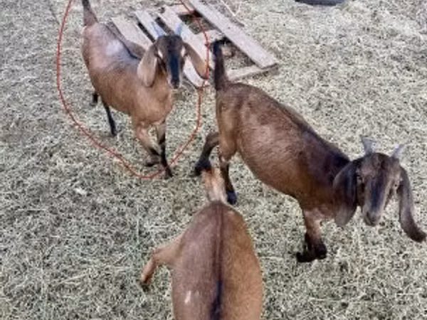 Ziege, Nubian Goat