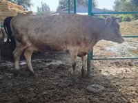 Sigir, Swiss cattle — 2-rasm