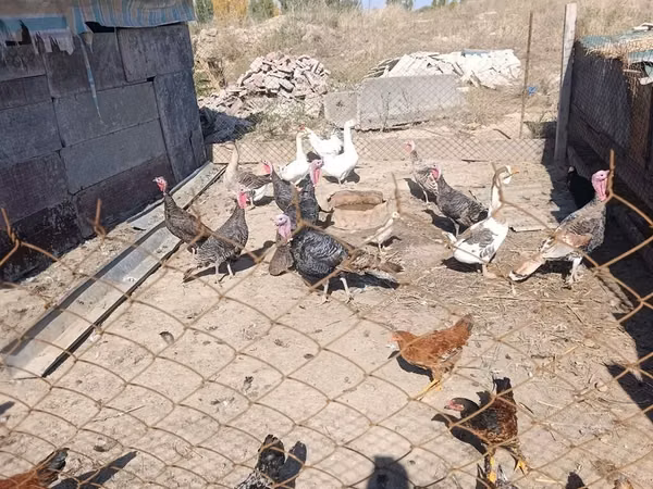 Бронзовая