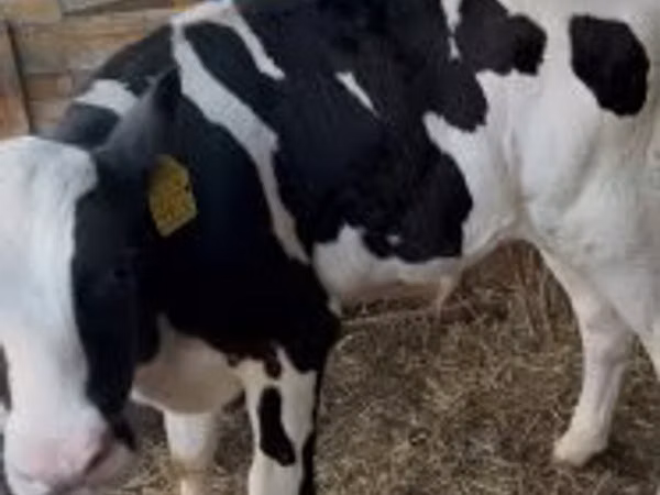 Бұқа, Russian Black pied cattle
