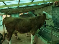 母牛, Simmental cattle — 照片 1