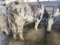 母牛, Simmental cattle — 照片 5