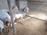 نعجة, Arashan sheep — الصورة 5