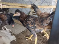 Chickens — foto 6