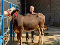 Kuh, Simmental cattle — Foto 1