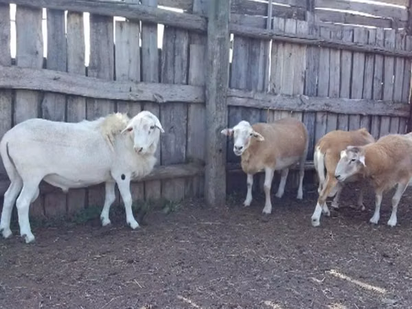 كبش, Katum sheep