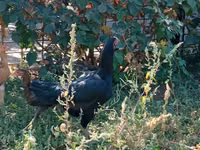 Chickens — photo 2
